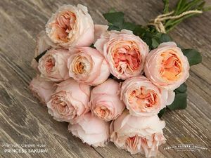 ROSE PRINCESS SAKURA 50